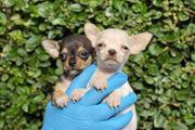 Two chihuahua for sale en Charlotte