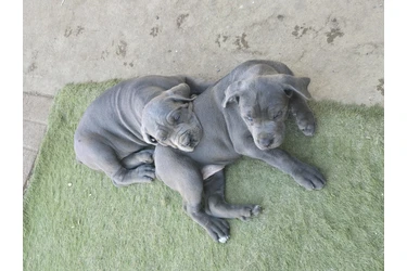 Cane corson en Los Angeles