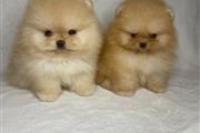 Teacup Pomeranian puppies 🐶 en Hialeah