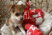 $275 : 2 hermosas chicas chihuahua thumbnail