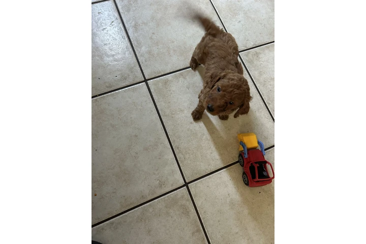 $750 : Golden doodle image 5