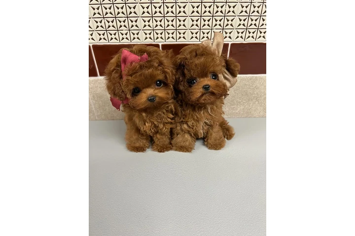 $700 : Adorable Poodle Puppies image 2