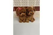 $700 : Adorable Poodle Puppies thumbnail