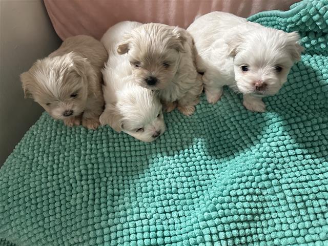 $350 : Cachorro Maltipoo en venta image 2