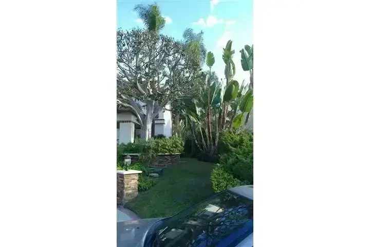 Alex Tree Services image 6