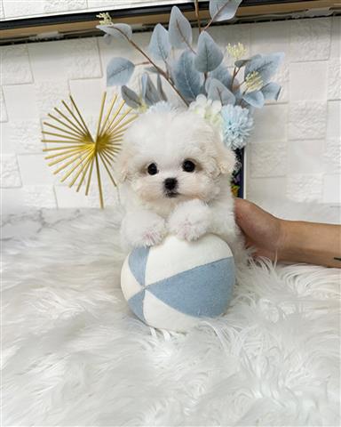 $350 : Bichon image 2