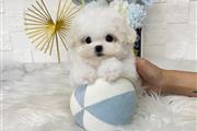 $350 : Bichon thumbnail