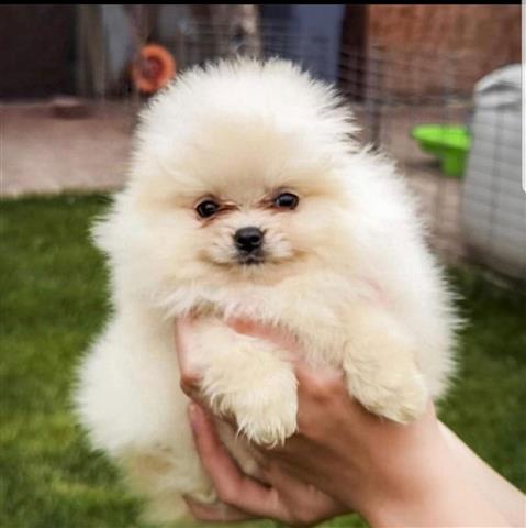 $350 : Pomeranian puppies image 2