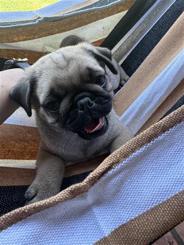 $700 : Pug puppy image 6