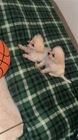 $300 : Cute shih tzu mix puppies image 3