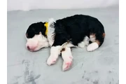 $2200 : F1B Mini Aussiedoodles puppy thumbnail