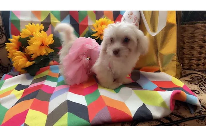 $450 : MALTIPOOS OJOS AZULES image 4