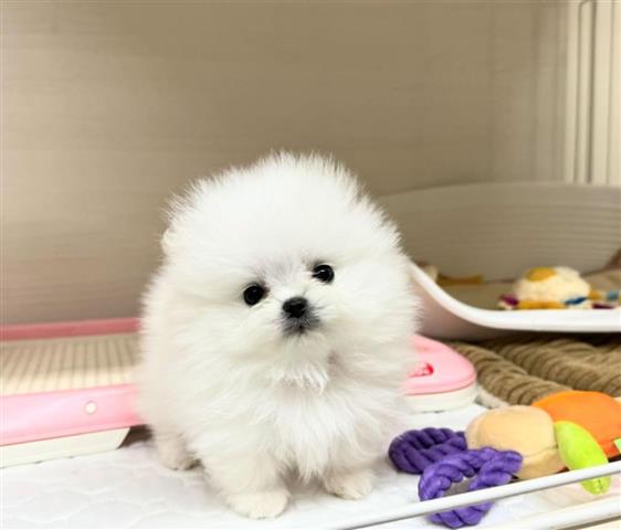 $350 : Pomeranian Pup's Ready image 1