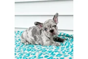$300 : French bulldog thumbnail