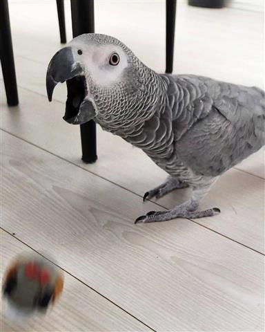 $500 : African grey parrots 🦜 image 2