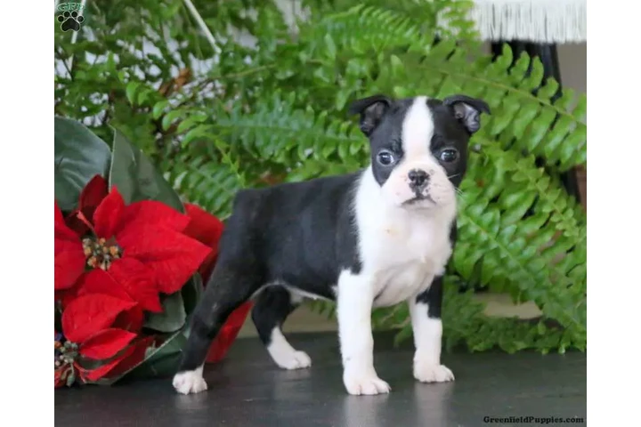 $480 : Boston Terrier puppy for sale image 4