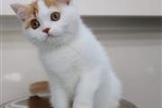 Lindos gatitos persas disp