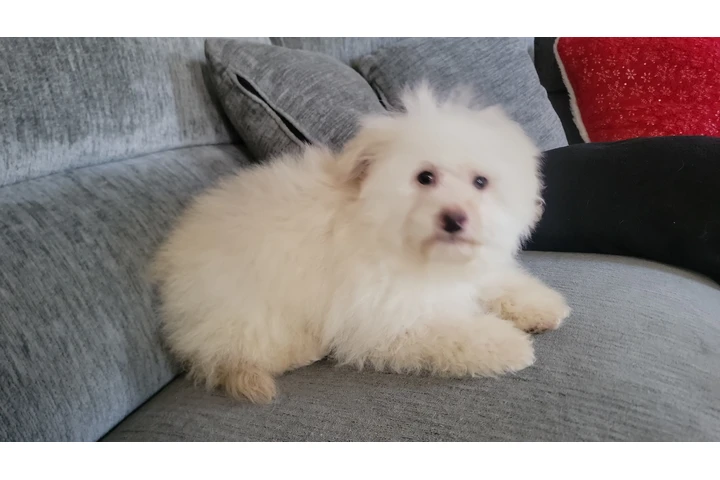 $1200 : Hermoso MALTIPOO. image 1