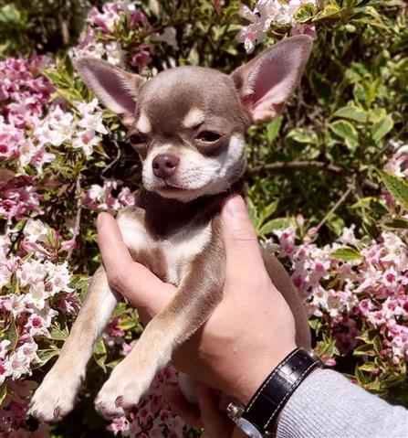 $280 : chihuahua puppies for sale image 2