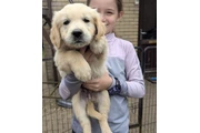 $520 : Golden retriever Available thumbnail
