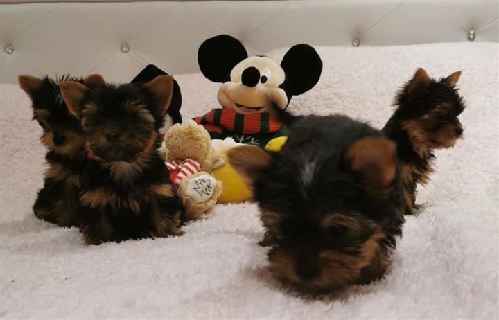 $400 : Cachorros yorkshire terrier image 1
