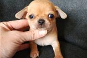 Cachorro chihuahua thumbnail