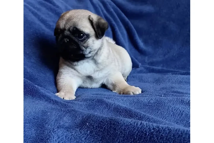 $310 : Pugs pup’s Available image 2