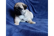 $310 : Pugs pup’s Available thumbnail