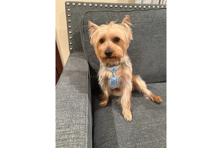 Busco perrita jorkie image 2