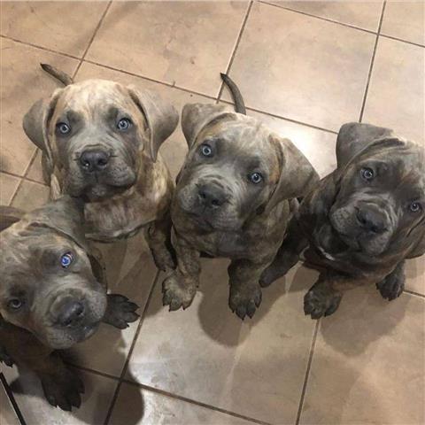 $300 : Cane corso puppies for sell image 2