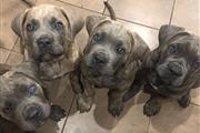 $300 : Cane corso puppies for sell thumbnail