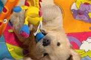 $350 : Golden Retriever thumbnail