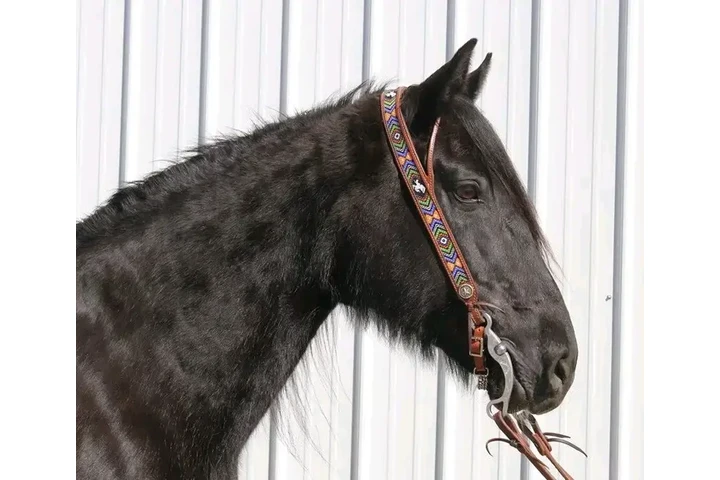 $1700 : Black horse for sale near you image 1