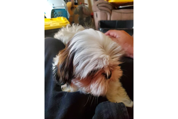 $900 : Shih-tzu image 5