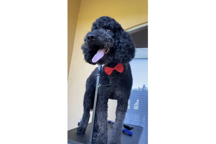 Dog Grooming a Domicilio image 9