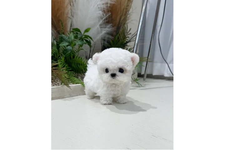 $350 : Teacup  bichonfrise image 1