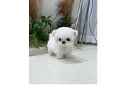 Teacup  bichonfrise