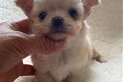 $400 : Chihuahua puppies for adoption thumbnail