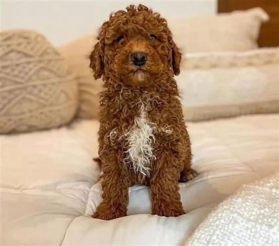 $430 : Goldendoodle puppies for sale image 1