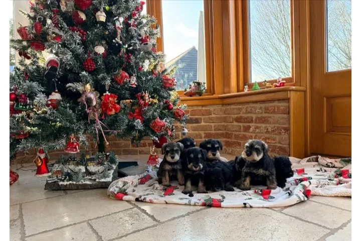 $300 : Playful Miniature Schnauzer Pu image 5