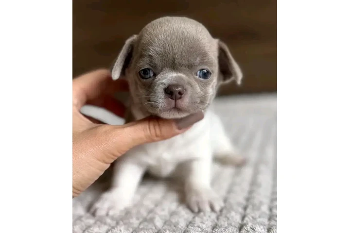 $800 : Chihuahua puppies image 9