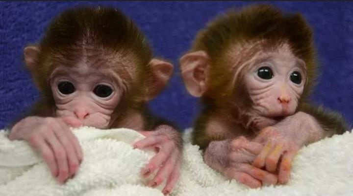 $1400 : loving capuchin baby monkeys image 1