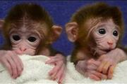 loving capuchin baby monkeys en Monterey