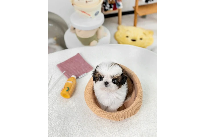$400 : Chihuahua and Maltipoo Puppies image 5