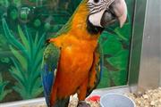 Golden Macaw Super Tame en Denver