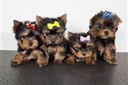 $500 : Lindos cachorros de Yorkie thumbnail