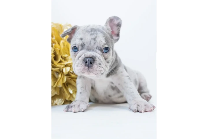 $1000 : French bulldog 4sale image 1