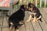 $500 : German Shepherd puppies Availa thumbnail