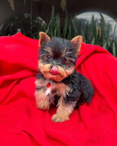 $350 : Cachorrito Yorkshire Terrier image 3