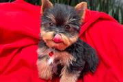 $350 : Cachorrito Yorkshire Terrier thumbnail